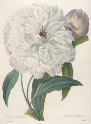 点滅しているにもかかわらず（牡丹）、1827